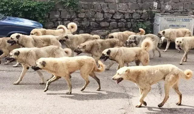 Sokak hayvanları yasası 5. madde nedir? Sokak köpekleri düzenlemesi Meclis'ten geçti mi?