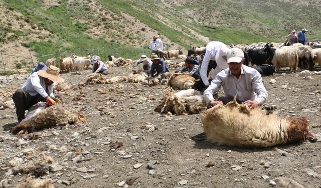 Hakkari'de koyun kırkma şenliği