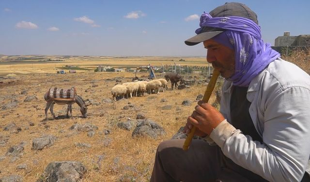 'Koyun Kaval Dinler Gibi Dinlemek' Deyiminin Anlamı Nedir?