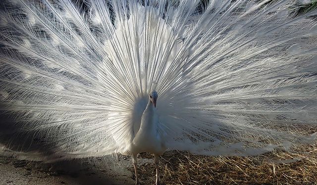 Tavus kuşları Van'ı sevdi