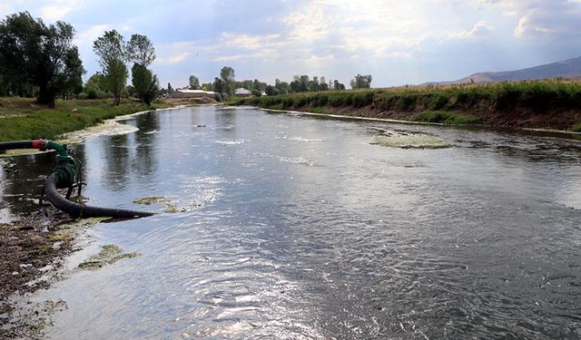 Geçen yıl kuruyan inci kefalinin en büyük üreme alanı, yağışlarla hayat buldu