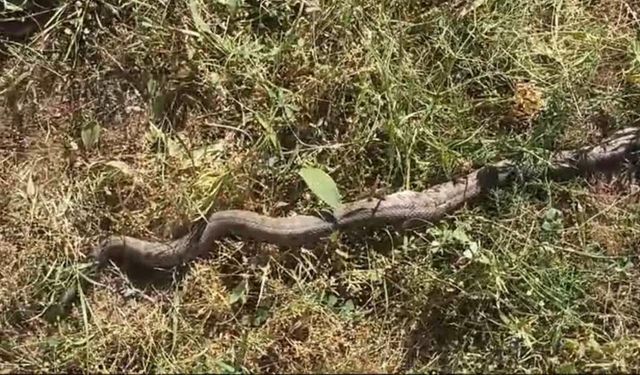 Türkiye'nin en zehirli yılanı Van'da görüldü