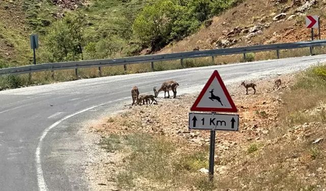 Yaban keçilere karşı uyarı