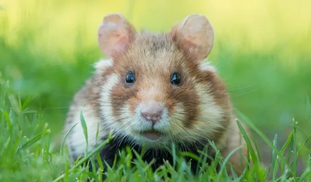 Hamster Kombat 11 Ağustos Günlük Kodları ve Şifreleri Neler? 2024