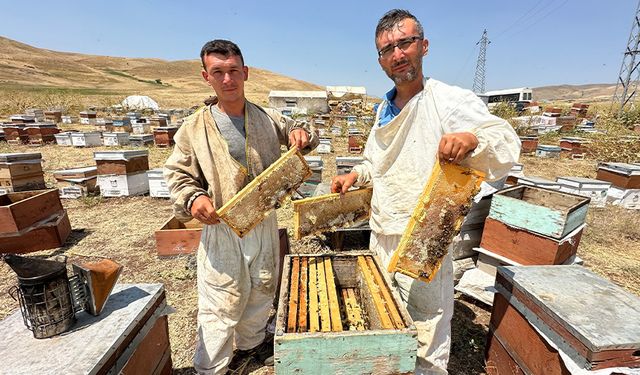 Cilo Dağı'nın eteklerinde bal bereketi!