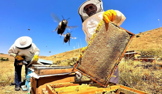 Sıcaklık ve iklim değişikliği bal rekoltesini düşürdü