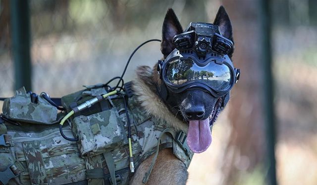 Eğitimli köpeklere entegre edilen uzaktan komuta kontrol sistemi Mehmetçiğin arazideki gözü olacak