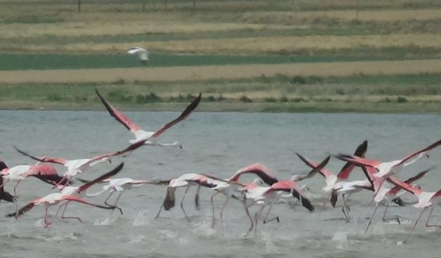 Van Gölü havzasının narin misafirlerinin ilk kafilesi geldi