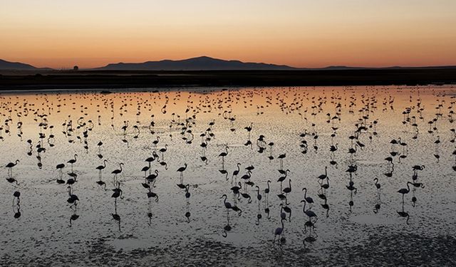 Bu yıl toplu flamingo ölümü olmadı