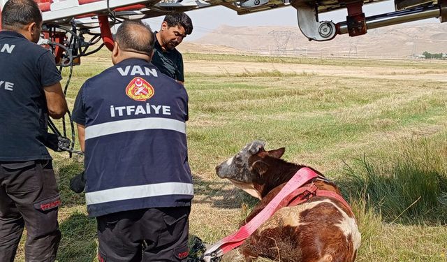 Van’da inek kurtarma operasyonu