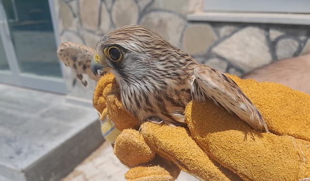 Van'da tedavisi tamamlanan kuşlar doğaya salındı