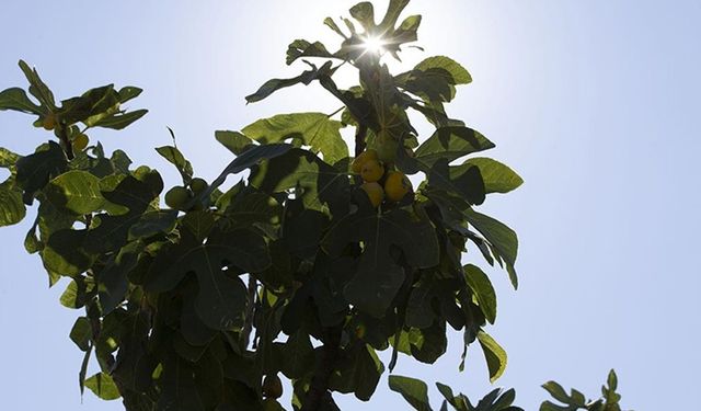 Aşırı sıcaklar kuru incirde hasadı öne çekti