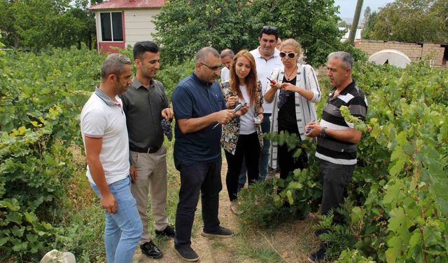 Erciş Üzümü, Kalitesini Koruyarak Göz Kamaştırıyor!