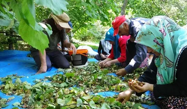 Van'da Şaşırtan Fındık Hasadı: 'Olmaz' Denilen Yatırım Fırtınası Yarattı!