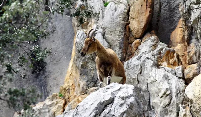 Avlanma İhaleleri Başladı: Hayvanseverler Tepkili!