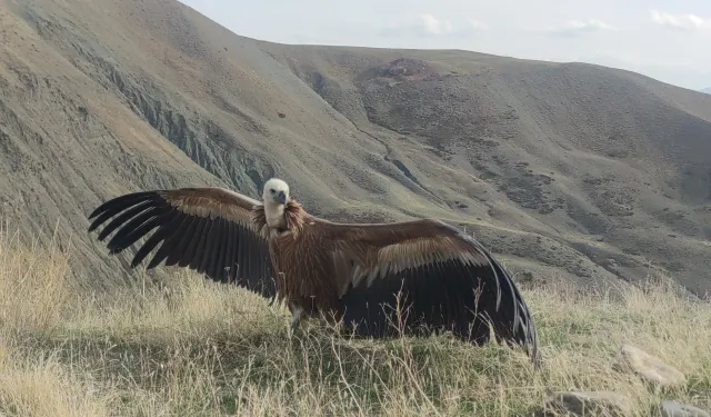 Van'da Yaralı Kartal ve Akbaba Doğaya Salındı