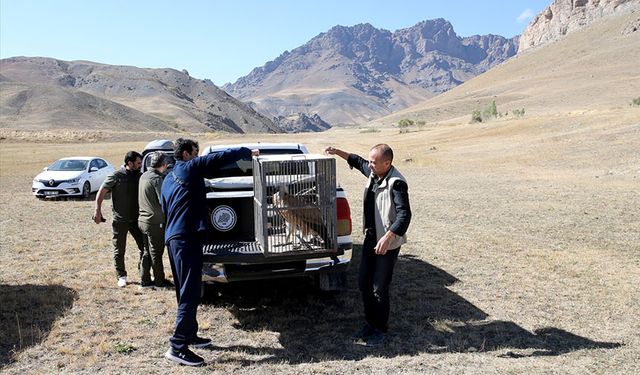 Van'da tedavileri tamamlanan kaya kartalı ve kızıl akbaba doğaya salındı