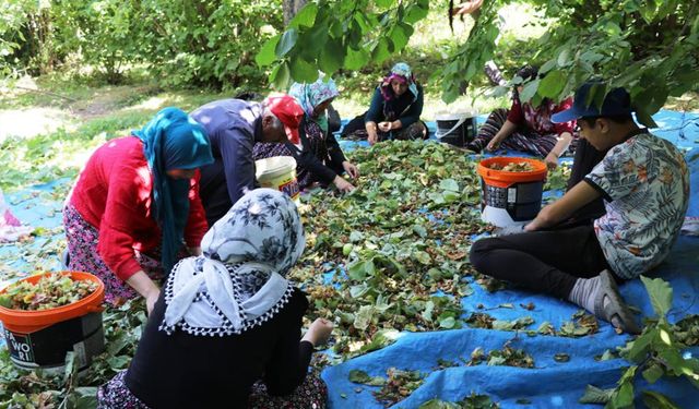 Van'da Şaşırtan Fındık Hasadı! Olmaz denilen fındığın hasadına başlandı