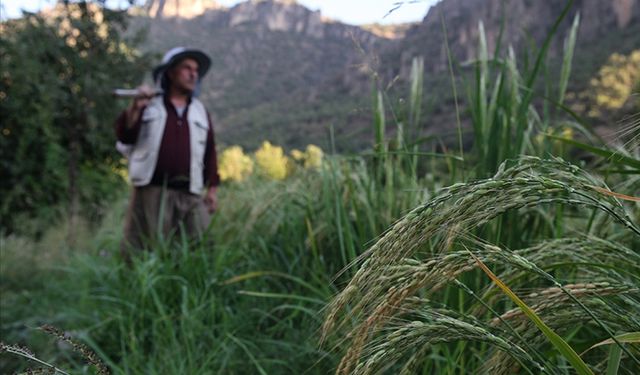 Çiftçilere 406,6 milyon liralık tarımsal destekleme ödemesi yapıldı