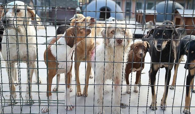 Sahipsiz hayvanlarla ilgili yasal düzenleme AYM'nin gündeminde