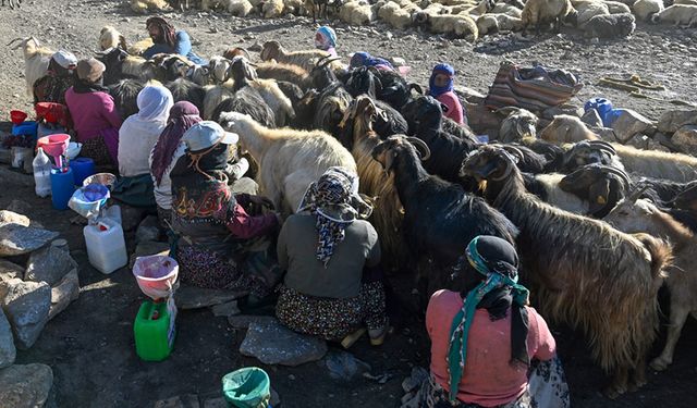 Vanlı berivanların zorlu yayla hayatı