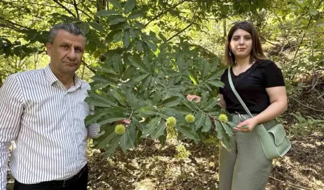 Şaşırtan Başarı! Hakkari'nin Kalbinde Kestane Bahçeleri Yeşeriyor!