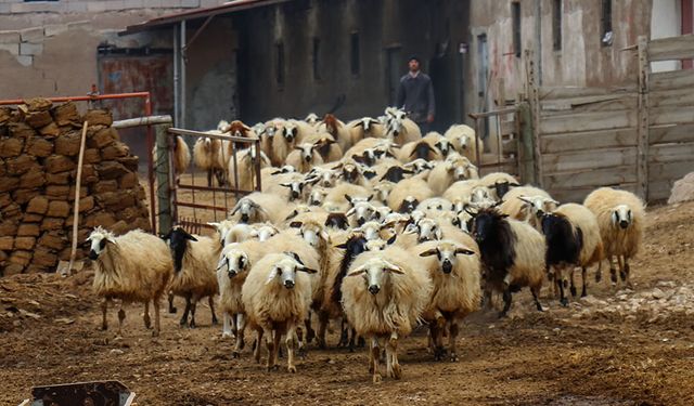 Van depreminden etkilenen besicilere hayvan desteği verildi