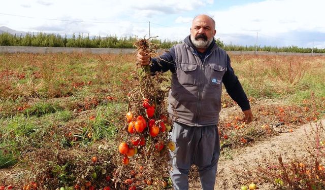 Van'da tonlarca sebze dondu!