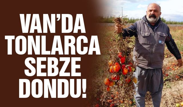 Van'da tonlarca sebze dondu!