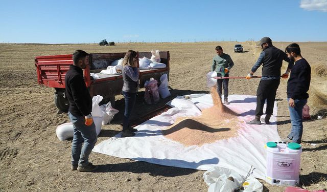 Van’da 40 dönüme yerel ana tohum ekimi yapıldı