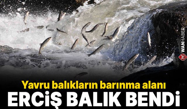 Yavru balıkların barınma alanı: Erciş Balık Bendi