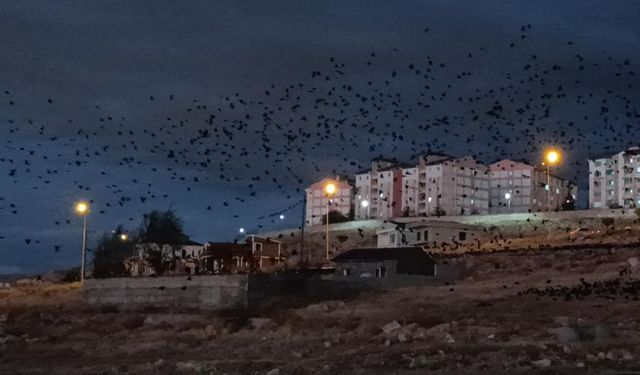 Van'da binlerce karga gökyüzünü kapladı