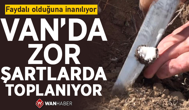 Faydalı olduğuna inanılıyor! Van'da zor şartlarda toplanıyor