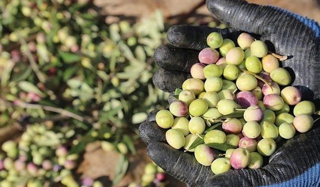 Marmarabirlik ürün alım fiyatlarını açıkladı