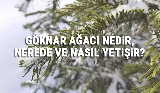 Göknar Nedir, Nerede ve Nasıl Yetişir, Göknar Ağacı Özellikleri, Bakımı Ve Faydaları Nelerdir?