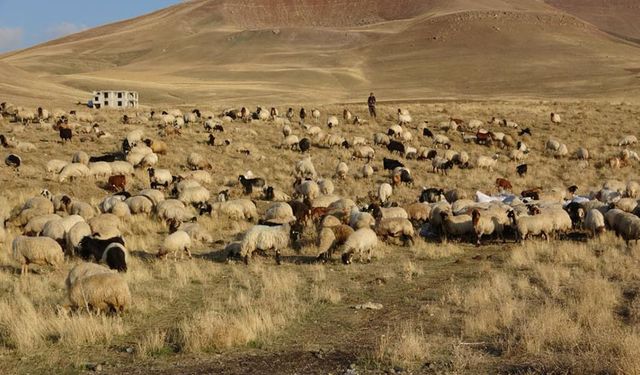 Van'da 2 bin çiftçiye 200 bin koyun desteği verildi