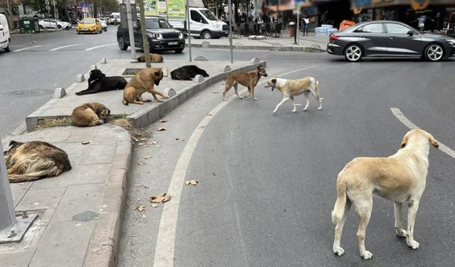 Başıboş sokak köpekleri 'beyaz kanser' tehlikesine yol açıyor