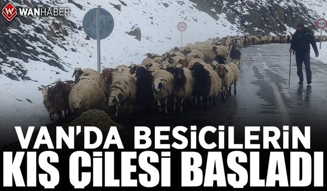 Van'da besicilerin kış çilesi başladı