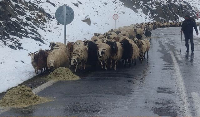 Van'da besicilerin kış çilesi başladı