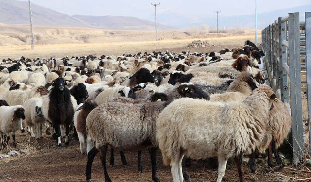 Dünyada sadece Van'da bulunuyor! O proje ile sayısı artırılacak