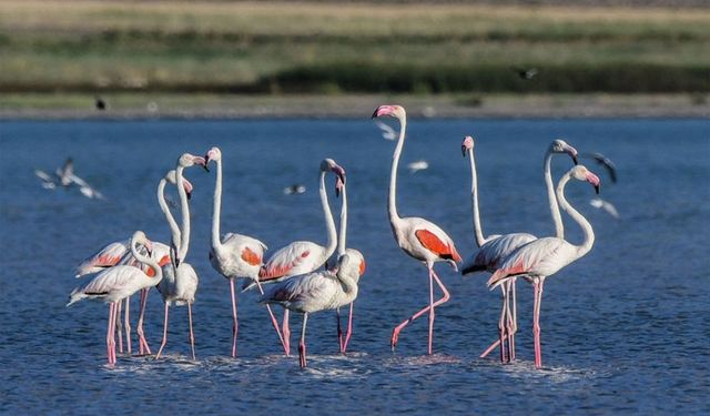 Erçek Gölü flamingoların gözde mekanı haline geldi