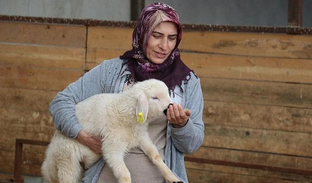 Devlet hibesiyle 20 koyunla başladığı besicilikte hayvan sayısını 400'e çıkardı