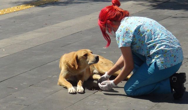 Hayvanların Korunmasına Dair Uygulama Yönetmeliği Resmi Gazete’de