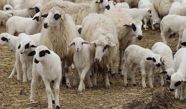 Tarımsal üretim seferberliği bekliyor