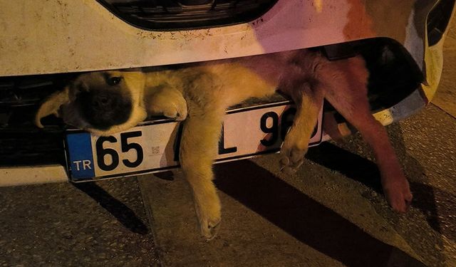 Van'da otomobilin çarptığı köpek tampona sıkıştı