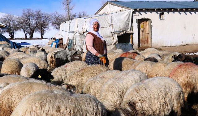 Van'da hayvancılığa kadın eli değdi