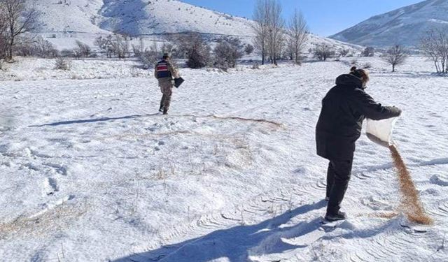 Bitlis’te yaban hayvanları için doğaya yem bırakıldı