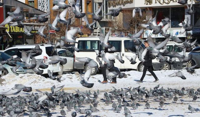 Van'da güvercinlerin yem mücadelesi büyüledi