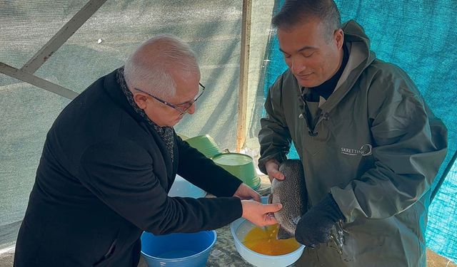 Van'da alabalık sağımı yapıldı