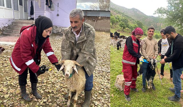 Van’da kaç hayvana küpeleme yapıldığı belli oldu! İl Tarım ve Orman Müdürü Görentaş açıkladı